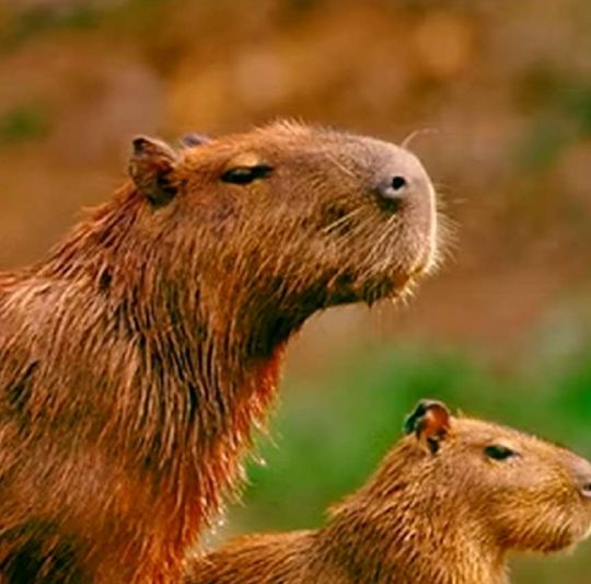 Capivara