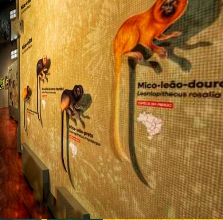 Painéis da exposição com o mico-leão-dourado